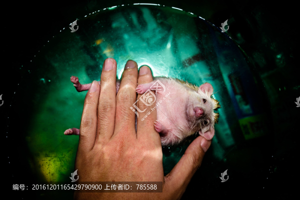 迷你刺猬