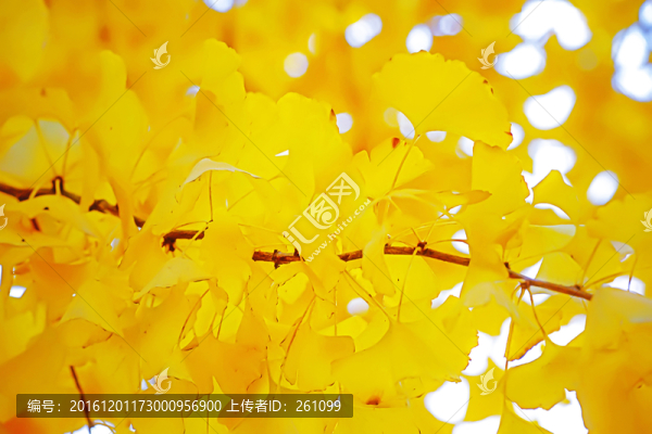 秋色