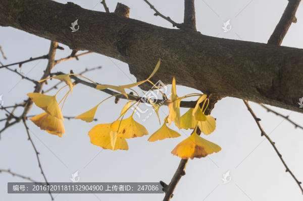 銀杏葉