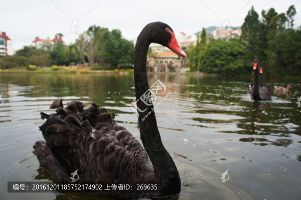 黑天鵝