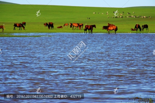 草原馬群河流