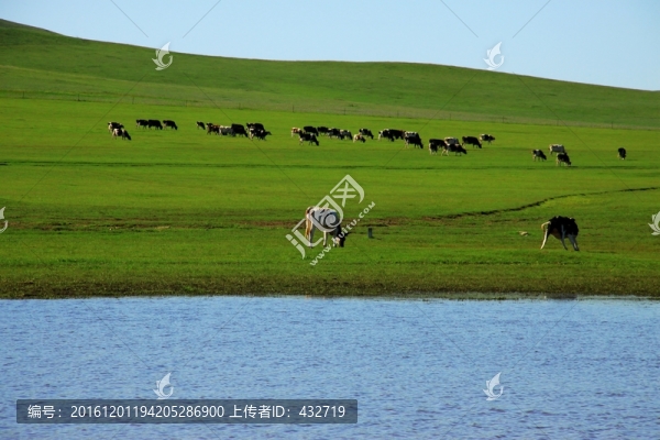 草原牛群