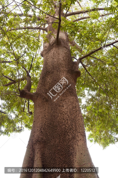 荊棘樹-匯圖網(wǎng) www.fosd68.com 荊棘樹