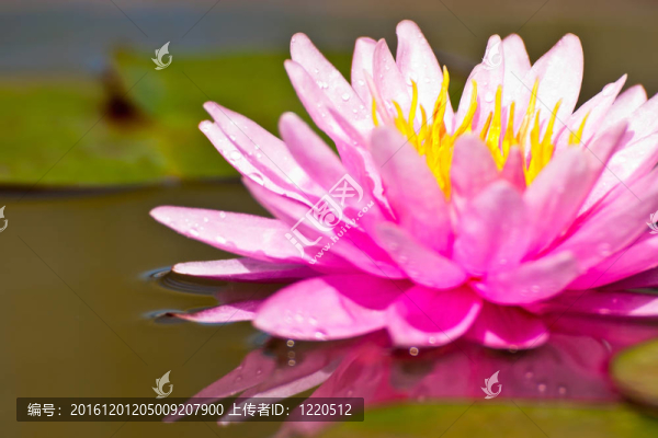 蓮花