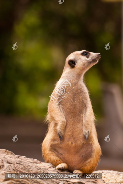 meercat坐看，看