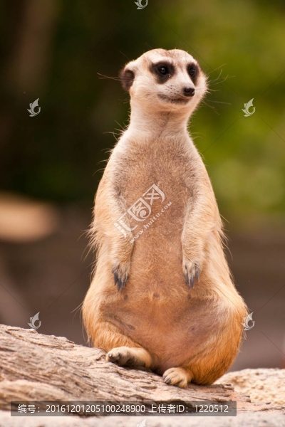 meercat坐看，看