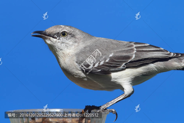 北鳥（Mimus,polyglottos）在飼養(yǎng)