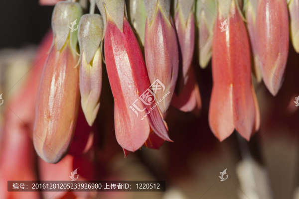 特寫B(tài)looming,Aloe,Pendants