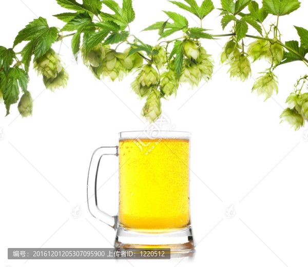 啤酒杯與啤酒花邊緣孤立的白色