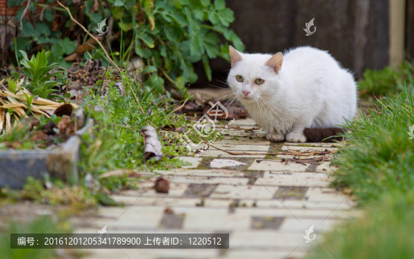 花園里的白色的貓