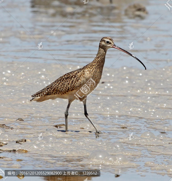 長喙Curlew；包姚；墨西哥
