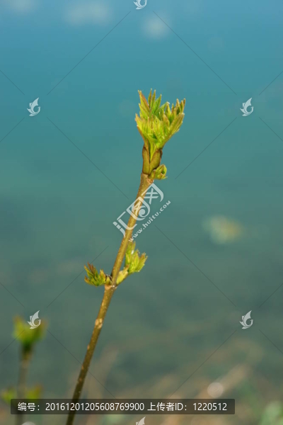 萌芽