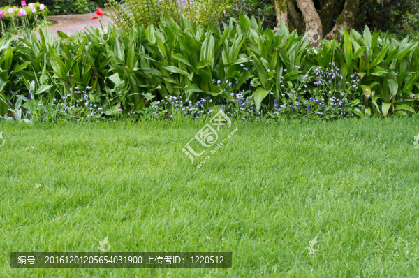 花壇邊的綠色草坪-匯圖網(wǎng) www.fosd68.com 花壇邊的綠色草坪