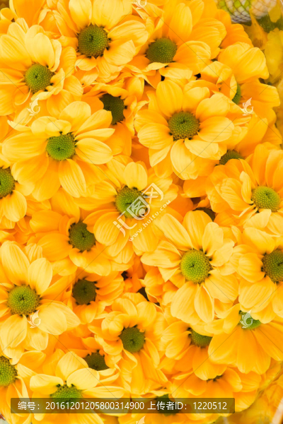 橙色金盞花