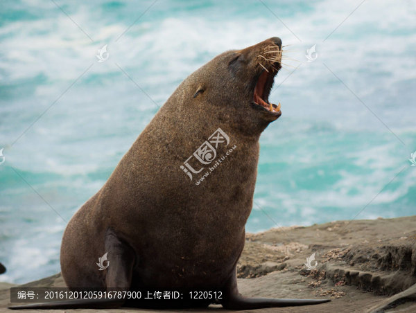 新西蘭毛皮海豹