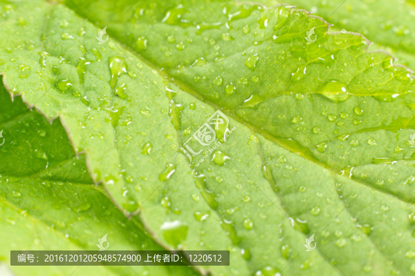 帶雨滴的綠葉-匯圖網(wǎng) www.fosd68.com 帶雨滴的綠葉
