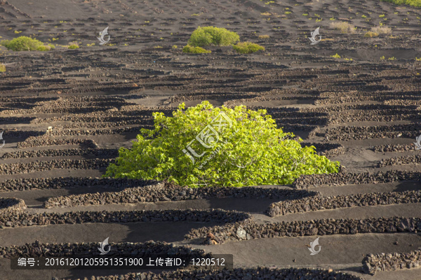 在蘭薩羅特島島上的火山土壤中生長的葡萄園；