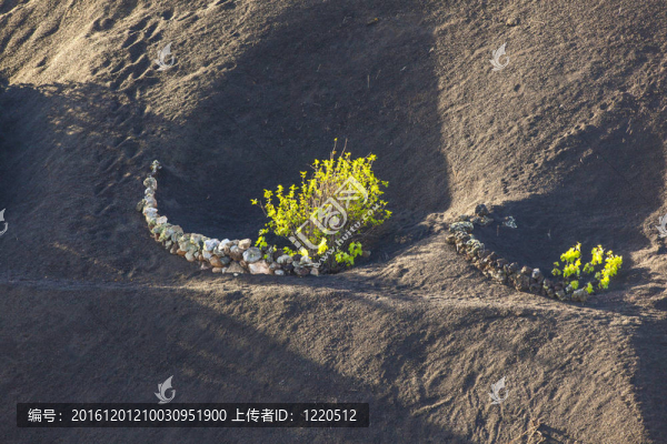 在蘭薩羅特島島上的火山土壤中生長的葡萄園；