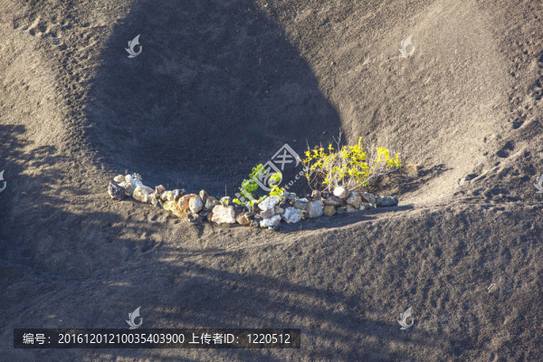 在蘭薩羅特島島上的火山土壤中生長的葡萄園；
