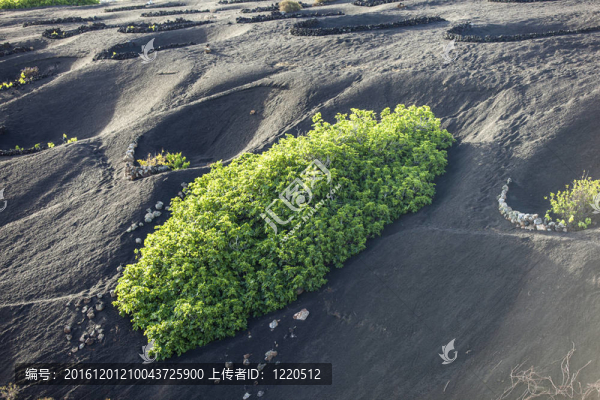 在蘭薩羅特島島上的火山土壤中生長的葡萄園；