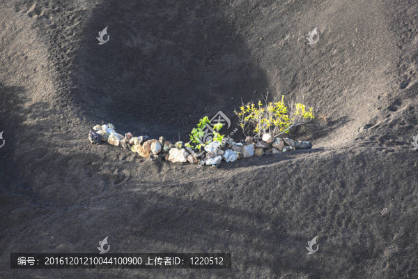 在蘭薩羅特島島上的火山土壤中生長的葡萄園；
