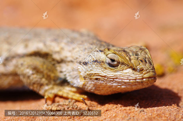 柵欄Lizard,Head