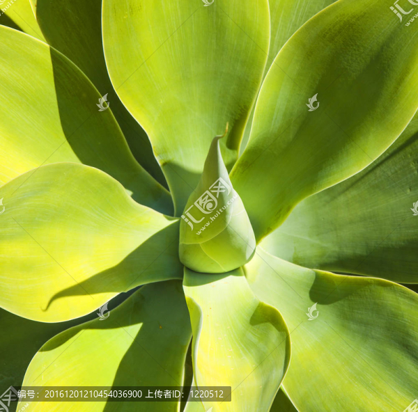 在自然的陽光下的龍舌蘭植物