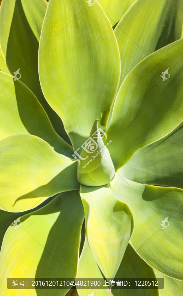 在自然的陽(yáng)光下的龍舌蘭植物