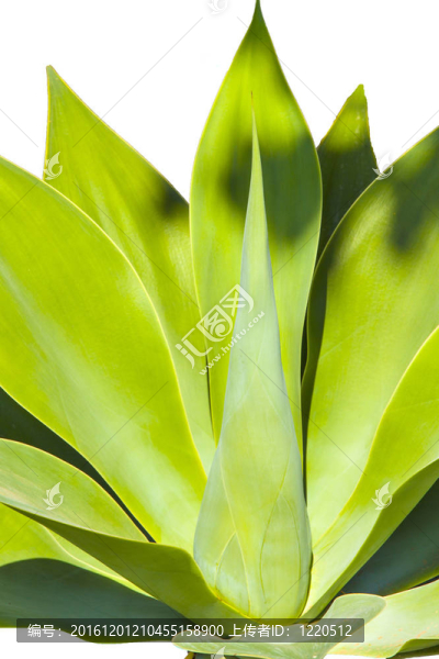 在自然的陽光下的龍舌蘭植物