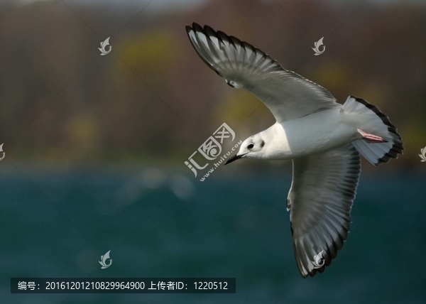 波拿巴的海鷗