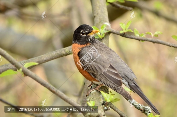 北美知更鳥