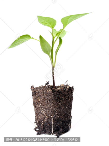 年輕的植物