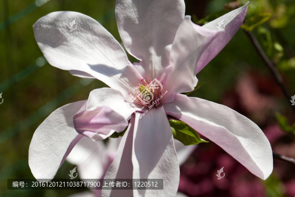 春天的木蘭花