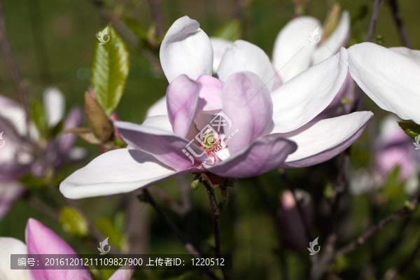 春天的木蘭花