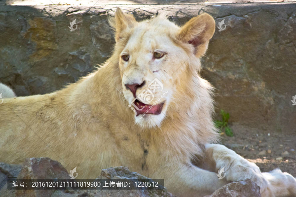美麗的白色小獅子在動物園