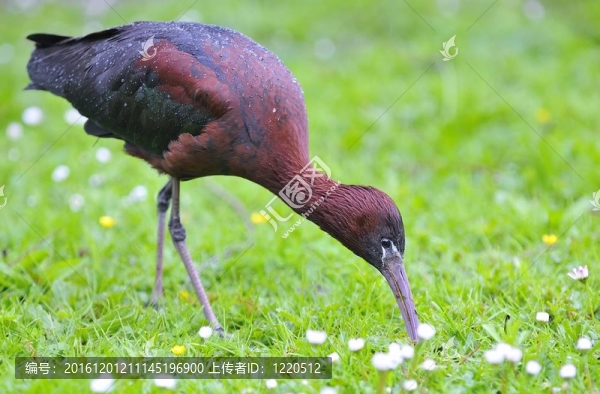 朱鷺。