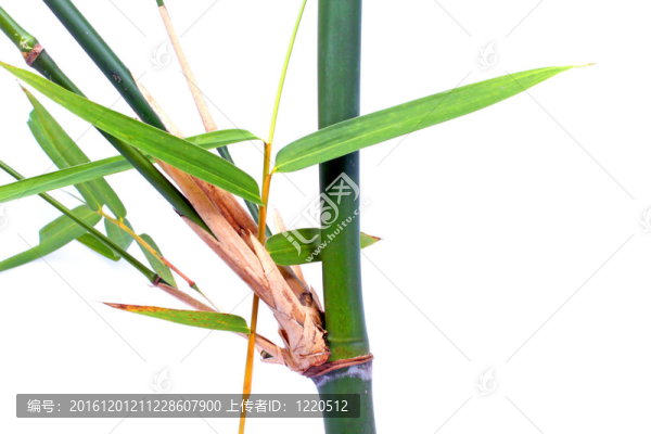 竹類植物