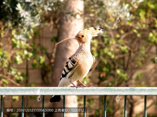 或者Yehuda,hoopoe