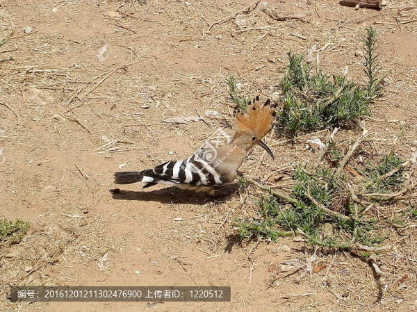 或者Yehuda,hoopoe