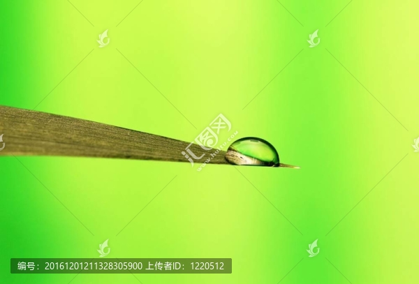 滴在葉