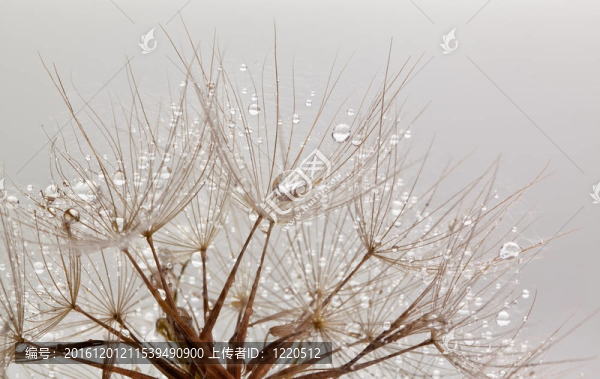 水滴dandillions
