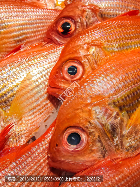 魚市場中的新鮮魚。