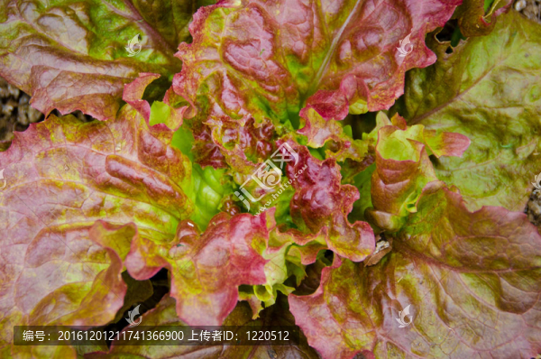 有機(jī)紅葉生菜