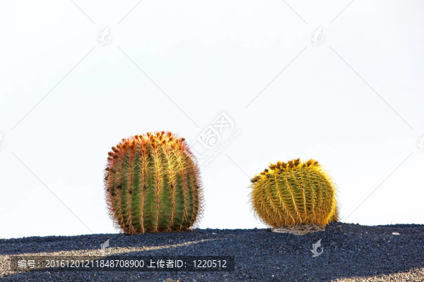 在蘭薩羅特島島的仙人掌；西班牙金琥（金