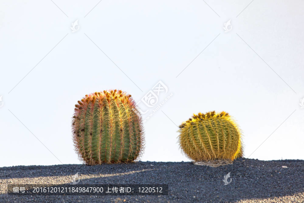 在蘭薩羅特島島的仙人掌；西班牙金琥（金