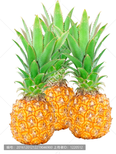 菠蘿