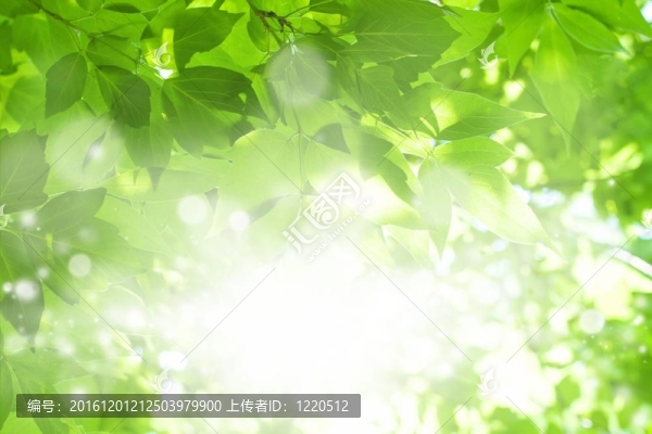 綠葉；明亮的太陽