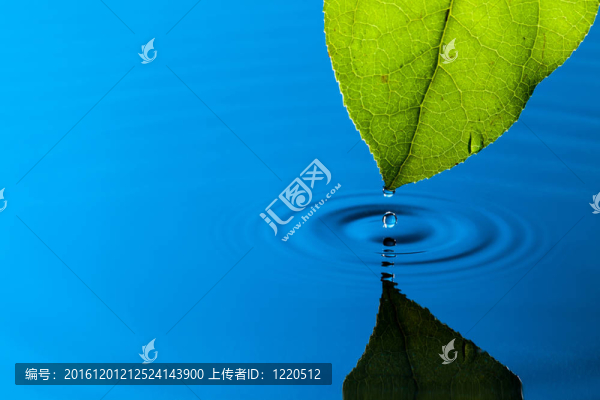 綠葉和水滴