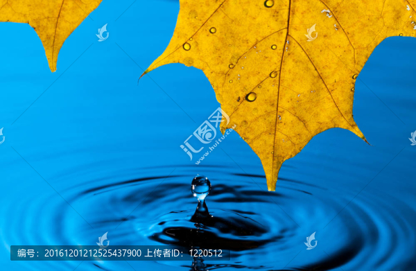 黃葉與水滴