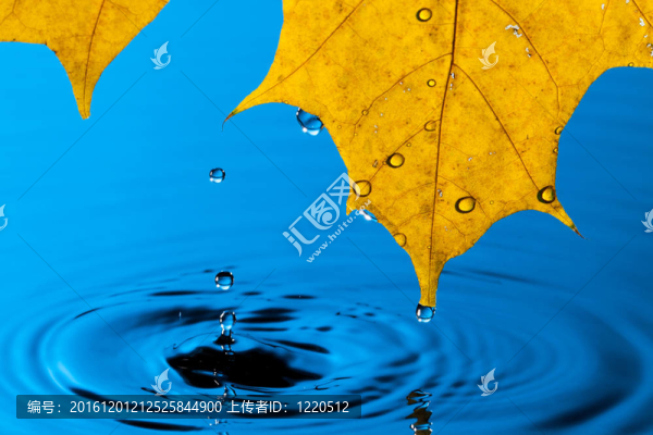 黃葉與水滴